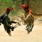 Juan Antonio Alix y las peleas de gallos