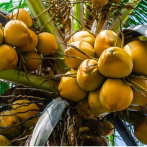 El FEDA ejecuta plan nacional para sembrar 200,000 tareas de coco