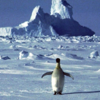 Pingüinos emperador afectados por el calentamiento global en la Antartida