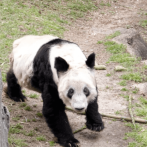 Muere Tan Tan, el panda gigante más anciano de Japón