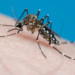 Temporada de calor aumenta el impacto del dengue y de enfermedades respiratorias