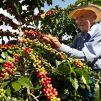Día del Café llega en medio de elevados costos para la producción local