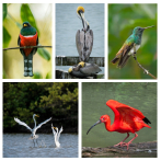 República Dominicana acogerá la 24 Conferencia Internacional de BirdsCaribbean
