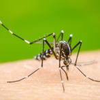 La OMS aprueba vacuna japonesa para combatir el dengue
