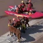 La lucha por salvar a animales atrapados por inundaciones en Brasil