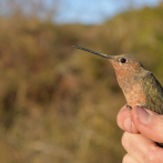 Descubren la especie de colibrí más grande del mundo