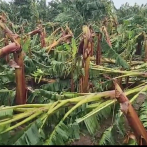 Ventarrón destruye cientos de tareas de plátanos en Monte Cristi