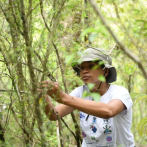 Reintroducen orquídeas en el Refugio de Vida Silvestre Cañón del Río Gurabo