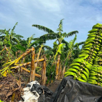 Inespre inicia compra 14 millones de plátanos a productores afectados por ventarrón