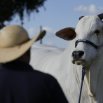 Brasil posee la vaca más cara del mundo