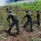 Perú erradica más de 6,000 hectáreas de hojas de coca destinadas al narcotráfico