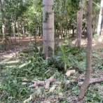El parque Mirador Sur sufre una devastadora mutilación de 17 árboles