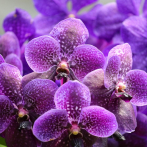 Un colombiano clona orquídeas al borde de la extinción