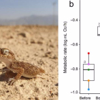 Estudio revela animales también sufren el estrés y la ansiedad de la guerra