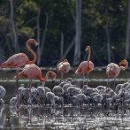 Registran dos nuevos sitios de anidamiento del flamenco americano en República Dominicana