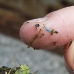 Los microplásticos están en todas partes, pero ¿nos hacen daño?