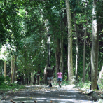 Parque Mirador Norte: Una flora en apuros