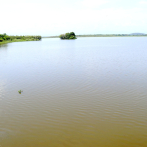 La pesca en Laguna Saladillo se ve afectada por el pez Diablo, una agresiva especie invasora