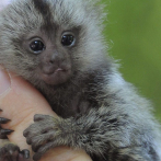 Los monos tití se llaman por su nombre, igual que los humanos