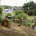 Lluvias tumban árboles y grandes charcos afectan el tránsito en la capital dominicana