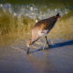 Las aves marinas recurren al tacto de sus picos para encontrar comida