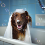 Agua, shampoo y burbujas: Baño e higiene de las mascotas