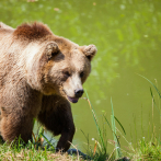 Un oso ataca a una adolescente embarazada y a un hombre en el área urbana de un pueblo de Rumanía