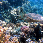 El coral puede estar actuando como ‘sumidero’ de microplásticos