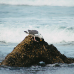 Investigan metales pesados en pingüinos, cormoranes, flamencos y albatros de las Islas Galápagos