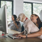 ¿Un día en el trabajo con tu mascota? Conoce cuáles son los beneficios