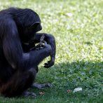 La chimpancé Natalia del Bioparc Valencia suelta a su cría muerta tras un largo duelo de 7 meses