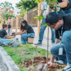 Alcaldía del DN desarrolla plan de arbolado urbano en la Zona Universitaria