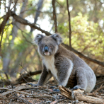 Los koalas, amenazados por las carreteras y la clamidia en Australia