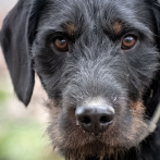 Una perrita encuentra dueño en Georgia tras recorrer la capital en autobús por semanas