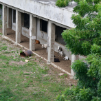 Escuelas de La Caleta son criaderos de vacas y chivos