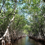 “Menos charla y más acción” para cuidar los manglares, piden en la COP16