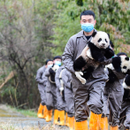 Diplomacia Panda: La iniciativa china para proteger y expandir la población de su “tesoro nacional”