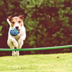 Consistencia y paciencia: las claves para el adiestramieno canino