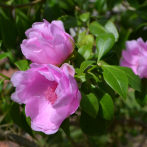 Alianza para la Cero Extinción (AZE): por la conservación de la flor nacional de República Dominicana