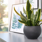 En cualquier lugar queda bien una Sansevieria