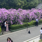 Enredaderas en tono violeta