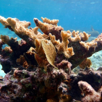 Más del 40% de las especies de coral se enfrentan a la extinción