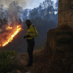 Siembran más de 20,000 árboles nativos en Quito tras incendios forestales