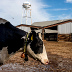 Científicos buscan que las vacas eructen menos para ayudar al clima