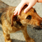 Día Mundial de los Animales: terapia animal para el cuidado de mente y cuerpo