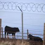 Agricultores estadounidenses en desacuerdo ante promesas de deportaciones masivas de Trump