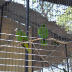 Al rescate de pericos y cotorras