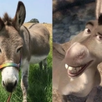 Murió Perry, el burro que inspiró al personaje de la película Shrek