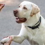 Mujer podría enfrentar seis años de prisión por registrar a su perro para ejercer el voto