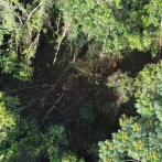 Barrick Gold aclara que árboles talados es para construir camino en terrenos de su propiedad